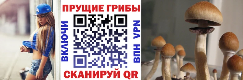 omg как зайти  Приморск  Псилоцибиновые грибы MAGIC MUSHROOMS 